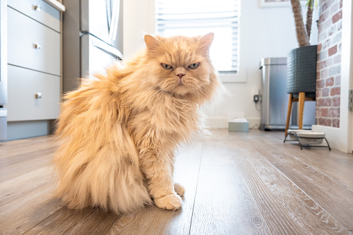 Full shot of a cream colored Persian cat being grumpy while waiting for food in the kitchen. It is a bright day, the food bowls are visible on the wood textured vinyl flooring and he is showing his feelings being impatient.