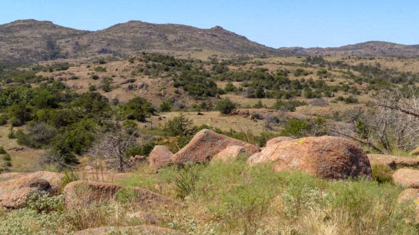 Wild flowers including purple Dakota mock vervain, yellow Fendler's Bladderpod, globe mallow bloom among soaptree yuccas south of Fort Davis, Texas in the Chihuahua Desert with the Puertacitas Mountains, part of the Davis Mountain Range in the background.