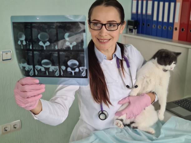 istock Veterinary clinic examining a radiograph of cat 1498838499