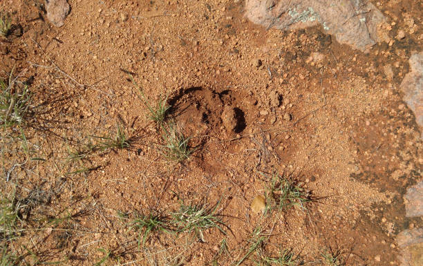 istock Mystery Animal Track 1498839980