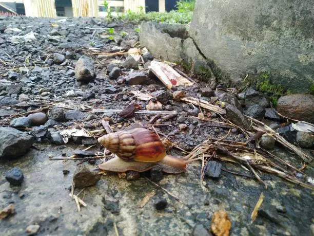 I saw a snail walking in front of the fence after the rain stopped in the morning