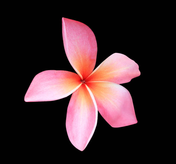 istock Plumeria or Frangipani or Temple tree flower. 1498842614