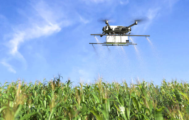 istock Drone spraying fertilizer on vegetable green plants, Agriculture technology, Farm automation. 1498842863