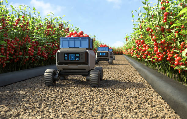 les robots agricoles travaillent dans les fermes intelligentes, le robot agv transporte les tomates dans les plants de tomates, le concept d’agriculture intelligente. - greenhouse industry tomato agriculture photos et images de collection