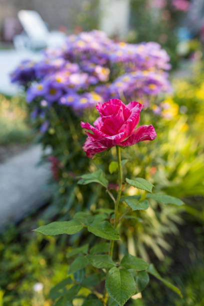 istock Pink roses in the garden 1498846108