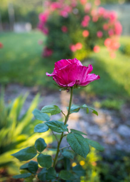 istock Pink roses in the garden 1498846109