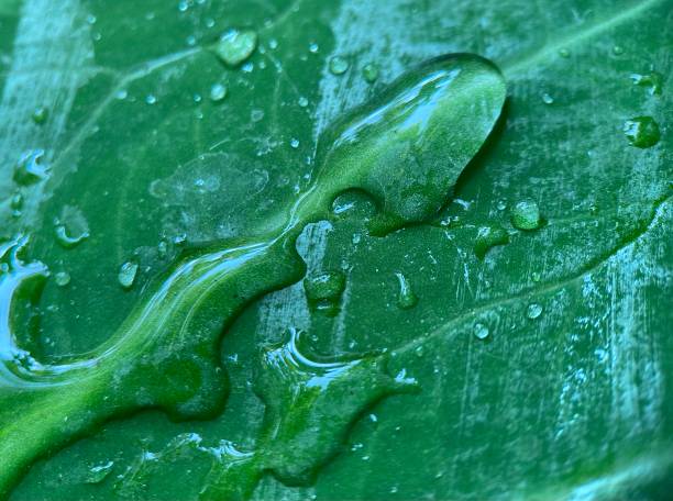 istock water drops on green leaves 1498846740