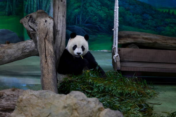 istock Giant panda eating bamboo at Taipei 1498847039