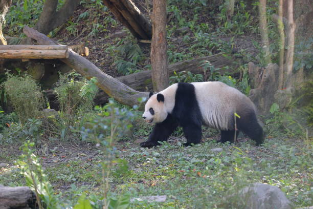 istock Giant panda eating bamboo at Taipei 1498847050