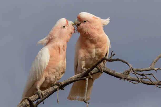 istock Major Mitchell or Pink Cockatoo's 1498848104