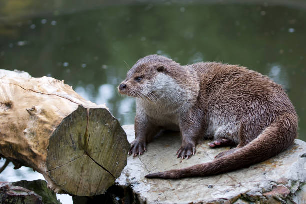 istock Eurasian otter in the wild 1498848550