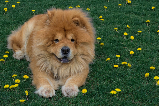 A cute chow-chow breed dog lies on a green lawn. A beautiful dog in nature looks at the photographer. Pets. Close-up.
