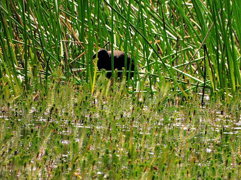 Australasian Swamphen on wetland in the Ballarat Country