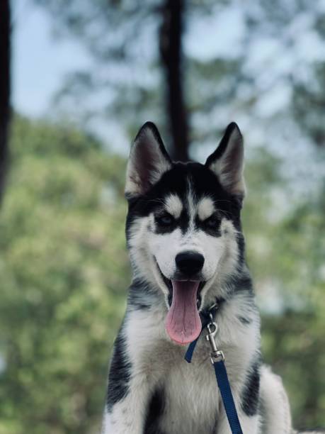 istock husky dog sitting in a grassy field, surrounded by tall trees providing a scenic backdrop 1498851280