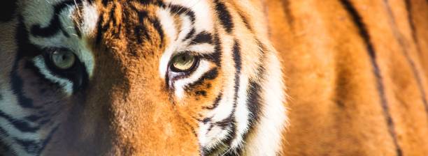 istock Close-up image of a Siberian Tiger 1498855180