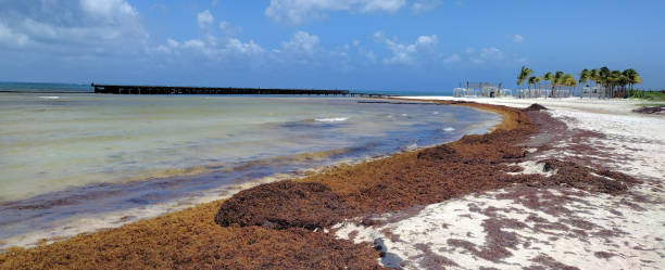 Zanieczyszczenie Sargassum – zdjęcie