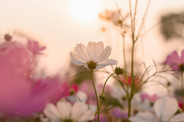 istock White cosmos flower in the garden with sunset time 1498859089