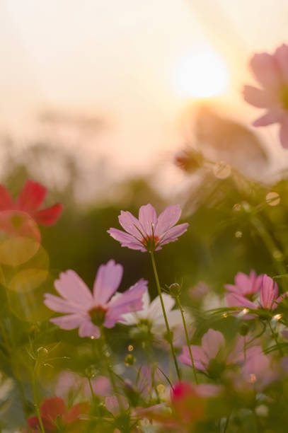 istock Pink cosmos flower in the garden with sunset time 1498859111