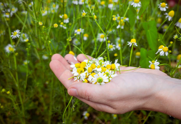 Glass cup of herbal tea and bouquet of white chamomile flowers on a  wooden table outdoors