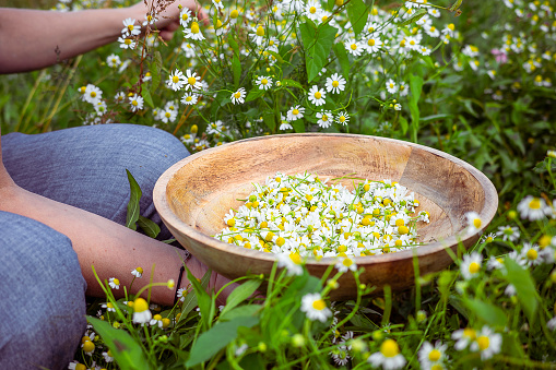 Herbalist woman hand pick camomile herbal flower blooms