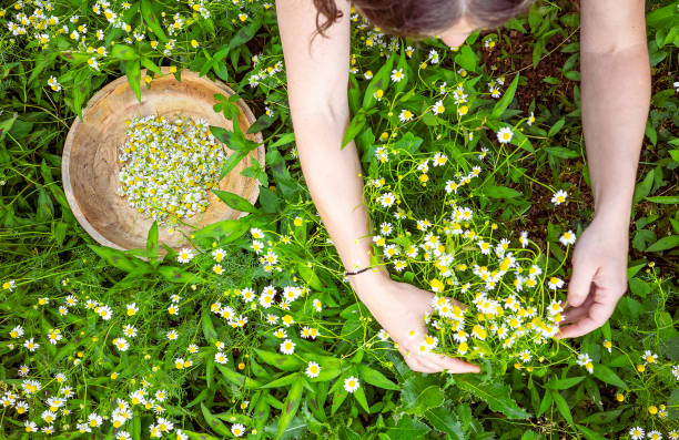 Herbalist hand pick camomile herbal flower blooms stock photo