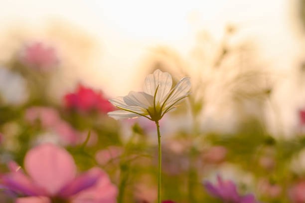 istock White cosmos flower in the garden with sunset time 1498859415