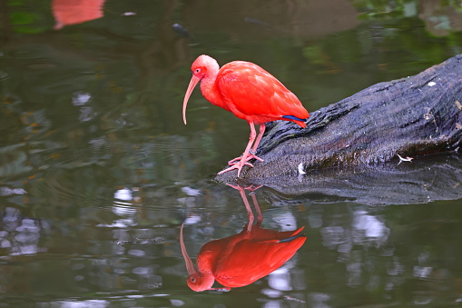 The Scarlet Ibis, a native to tropical and subtropical regions of South America.