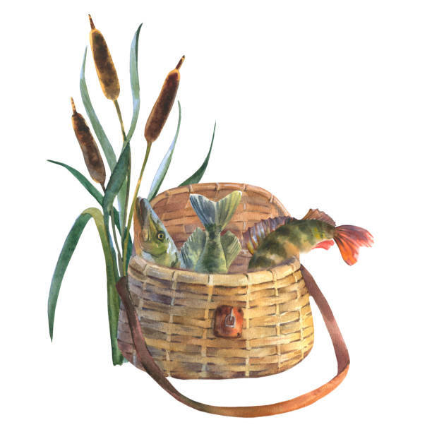 Fishing bag filled with fish, next to the reed. Watercolor illustration isolated on a white background. Cut out clip art element for design, postcards, stickers, scrapbooking, poster.