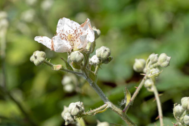blossom for a blackberry