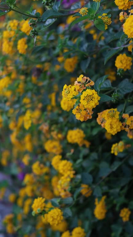 Colorful Verbena Flowers in the Nursery