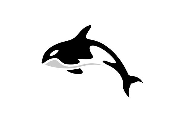 orca-wal-symbol-design. orca-wal-design isoliert auf weißem hintergrund - schwertwal stock-grafiken, -clipart, -cartoons und -symbole