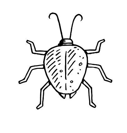 Bug sketch