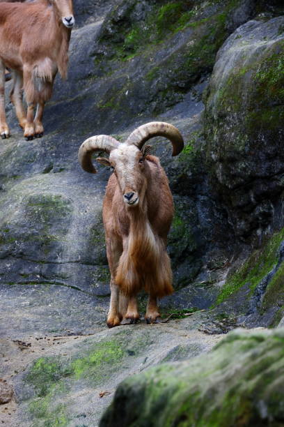 istock Aoudad Ram Standing on rocks at zoo 1498866071