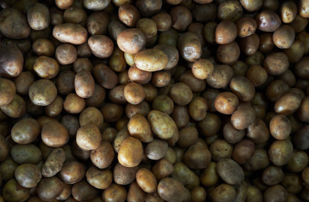 Fresh potato background in the market. Top view