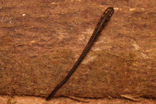 Leech or bloodsucker from New Guinea