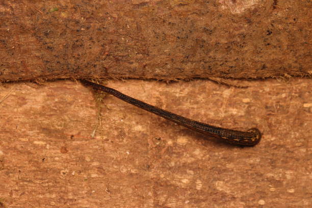 istock Leech or bloodsucker from New Guinea 1498866363