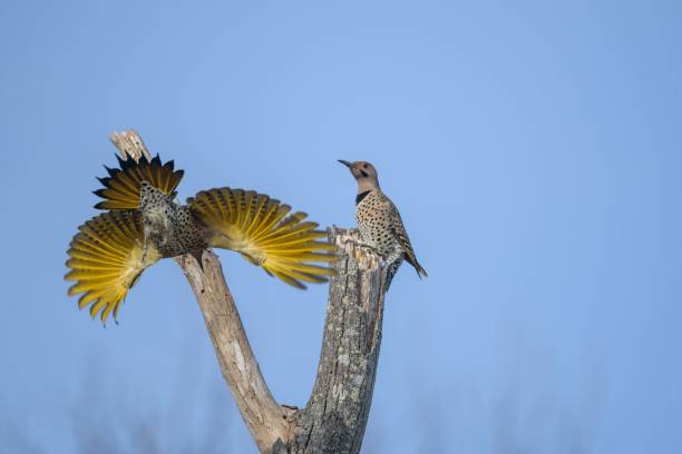 Northern Flicker birds perched atop a tree in Harkness State Park engaged in a territorial battle