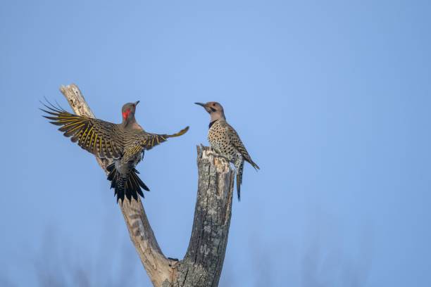 istock Northern Flicker birds perched atop a tree in Harkness State Park engaged in a territorial battle 1498868959