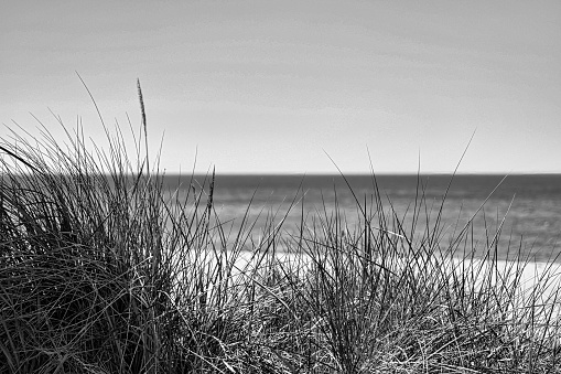 Horizontal closeup photo of green and yellow long blades of Australian native species grass, blown by the sea breeze, growing in the dry salty environment of a coastal sand dune. Lake Tabourie near Ulladulla, south coast NSW.