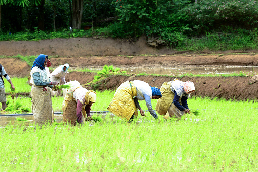 Kodagu,India-July 20,2019:Indian women laborers planting rice seedlings in the paddy fields. People transplanting seedlings. Agriculture concept
