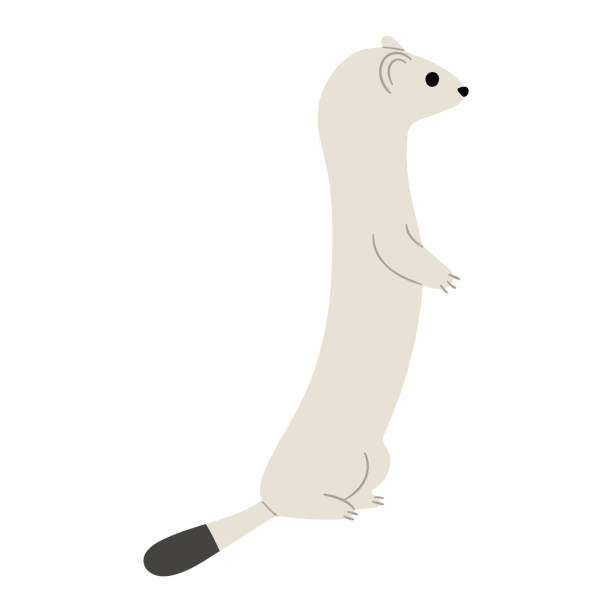 stoats,ermine and weasels cute 10 stoats,ermine and weasels cute 10 on a white background, vector illustration. Stoats have a long, thin body with a tail that ends in a bushy black tip. Their fur is sandy-brown to chestnut with white-cream underparts, Some stoats turn completely or partially white in winter. stoat mustela erminea stock illustrations