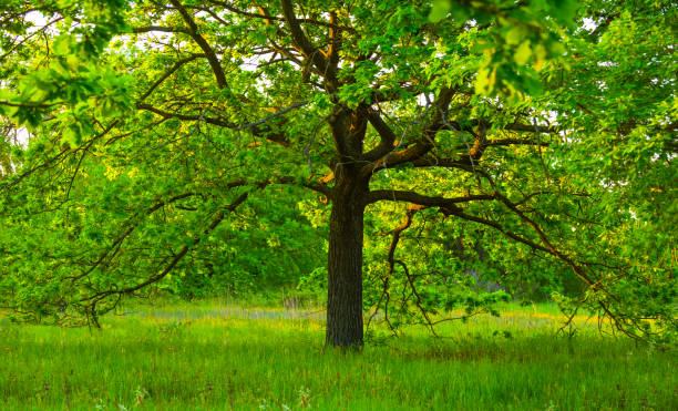 istock alone green oak tree among forest glade, summer natural background 1498872597