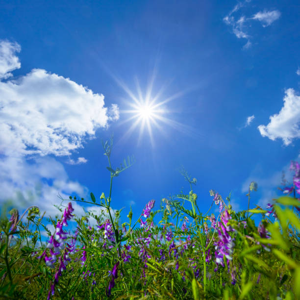 closeup wild flowers under a sparkle sun