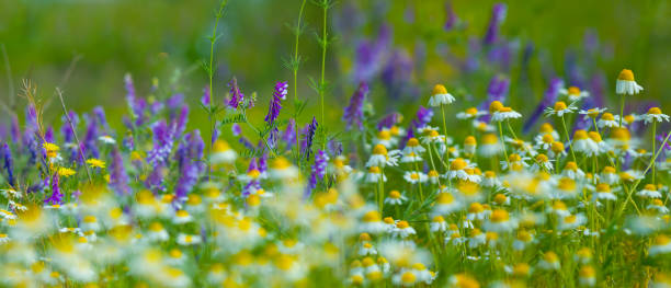istock closeup forest glade with wild flowers 1498872639