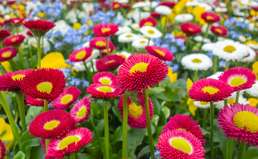 Full frame shot showing lots of colorful daisy flowers