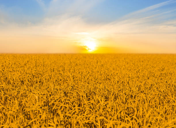 istock summer  golden wheat field at the sunset 1498872745