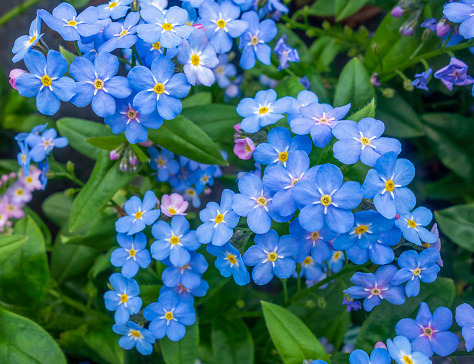 Forget-me-not flowers in small hands of little girl, garden work. Unrecognizable people, Close-up photo