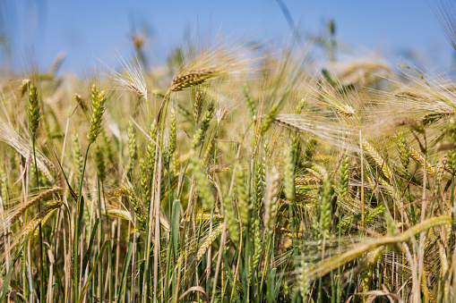 Agricultural activity in Italy: Mixed wheat and grain field threshing