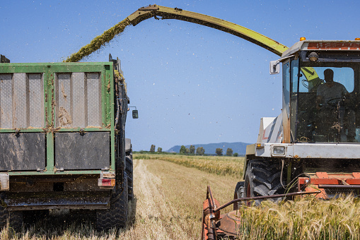 Agricultural activity in Italy: Mixed wheat and grain field threshing