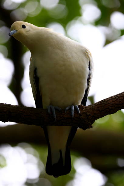 istock Pied Imperial Pigeon perching on a tree at zoo 1498874425